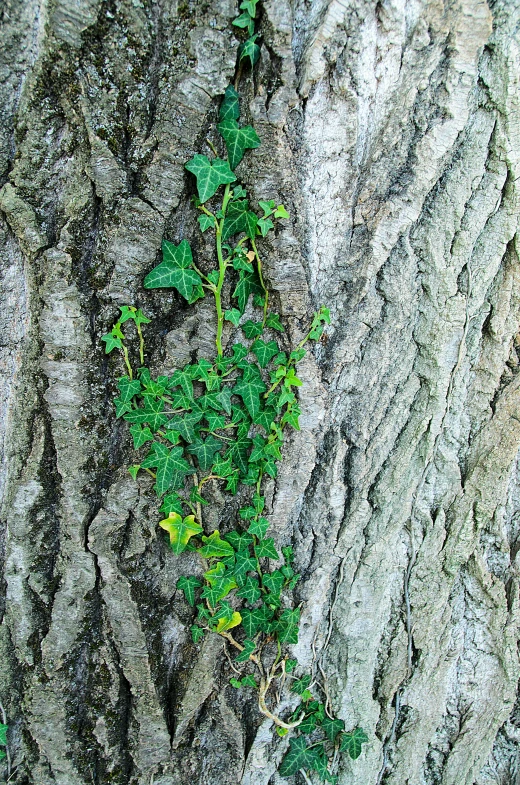 green plant climbing up a gray, y wall