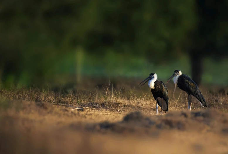 two birds that are sitting in the grass