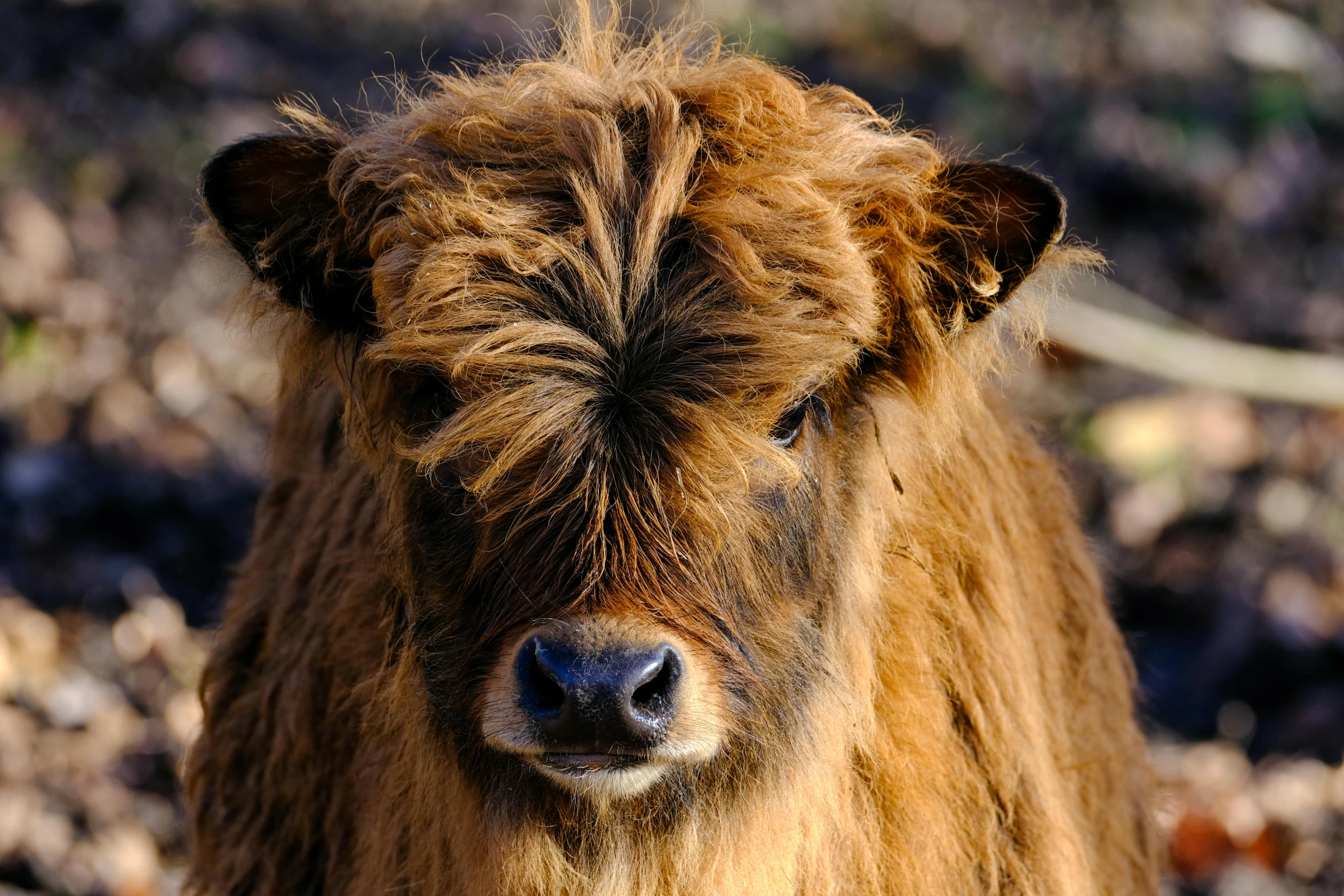 a fuzzy brown animal standing in a pile of dirt