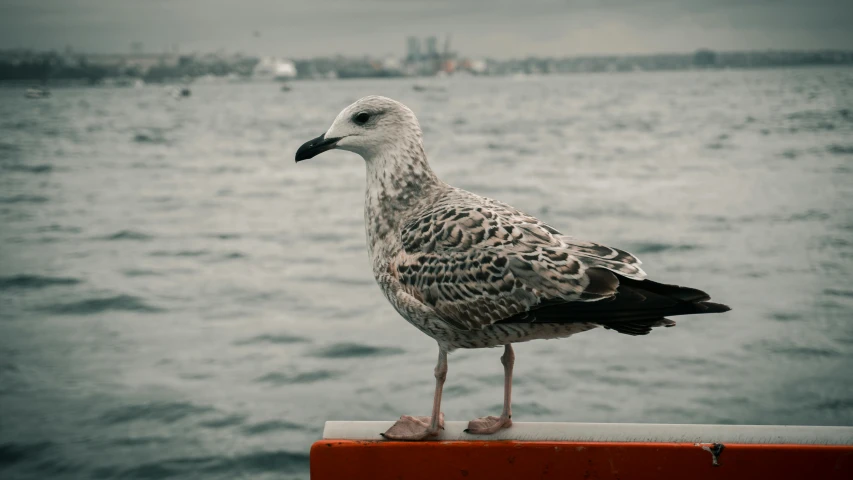 there is a bird standing on a ledge near the water