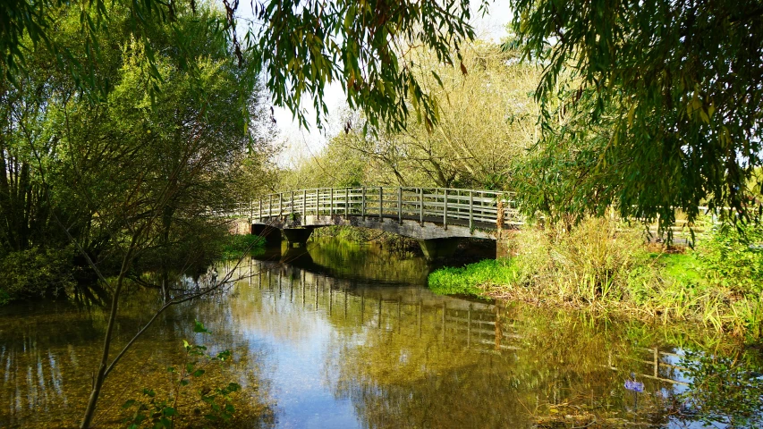 a bridge spans over the clear water near the woods