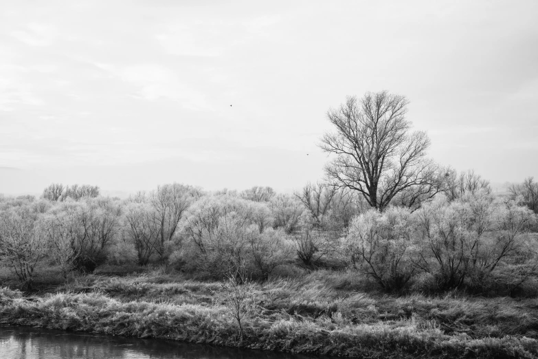 the foggy sky over a forest and water with trees