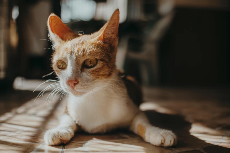 an orange and white cat looking at the camera