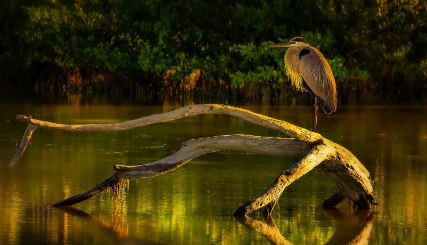 a bird standing on the end of a tree in a swamp