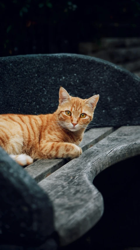 an orange cat is laying down on a bench