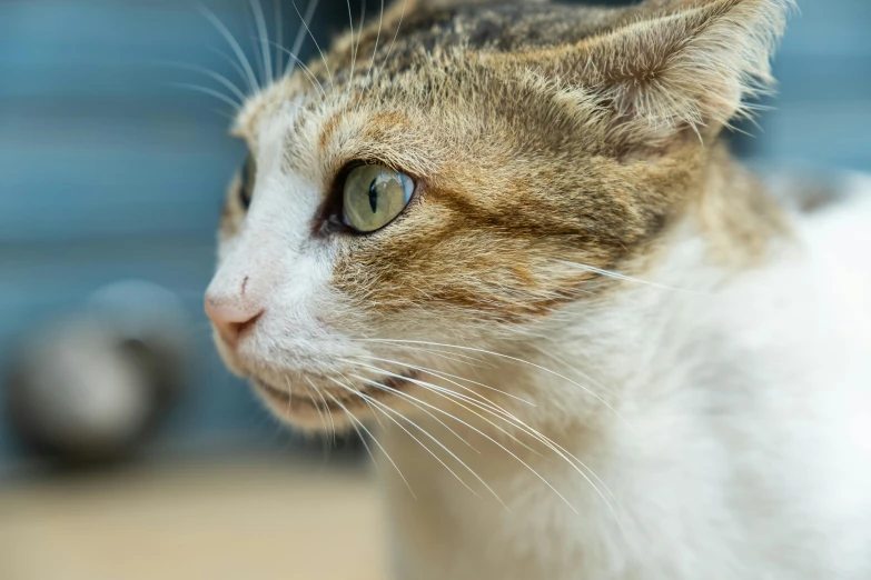 a close - up image of a cat with one eye closed