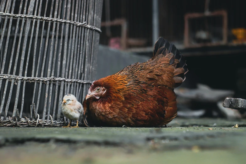 a chicken standing next to another hen in an enclosed area