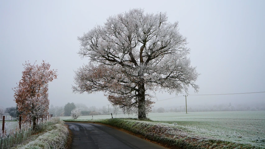 a lone tree on the side of the road in winter