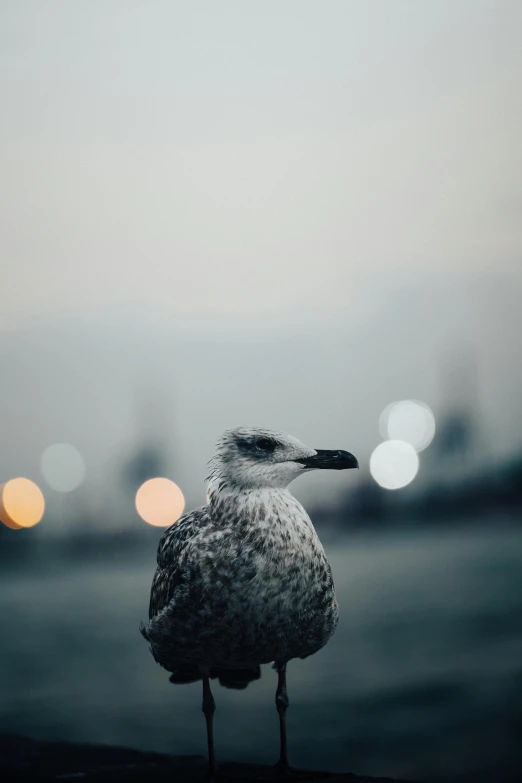 a bird that is sitting on the pavement