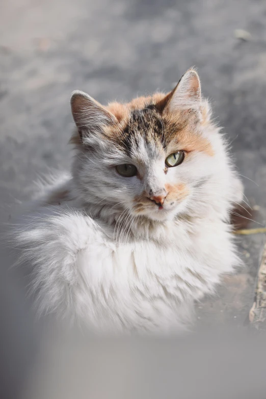 a large fluffy cat with an orange and white face