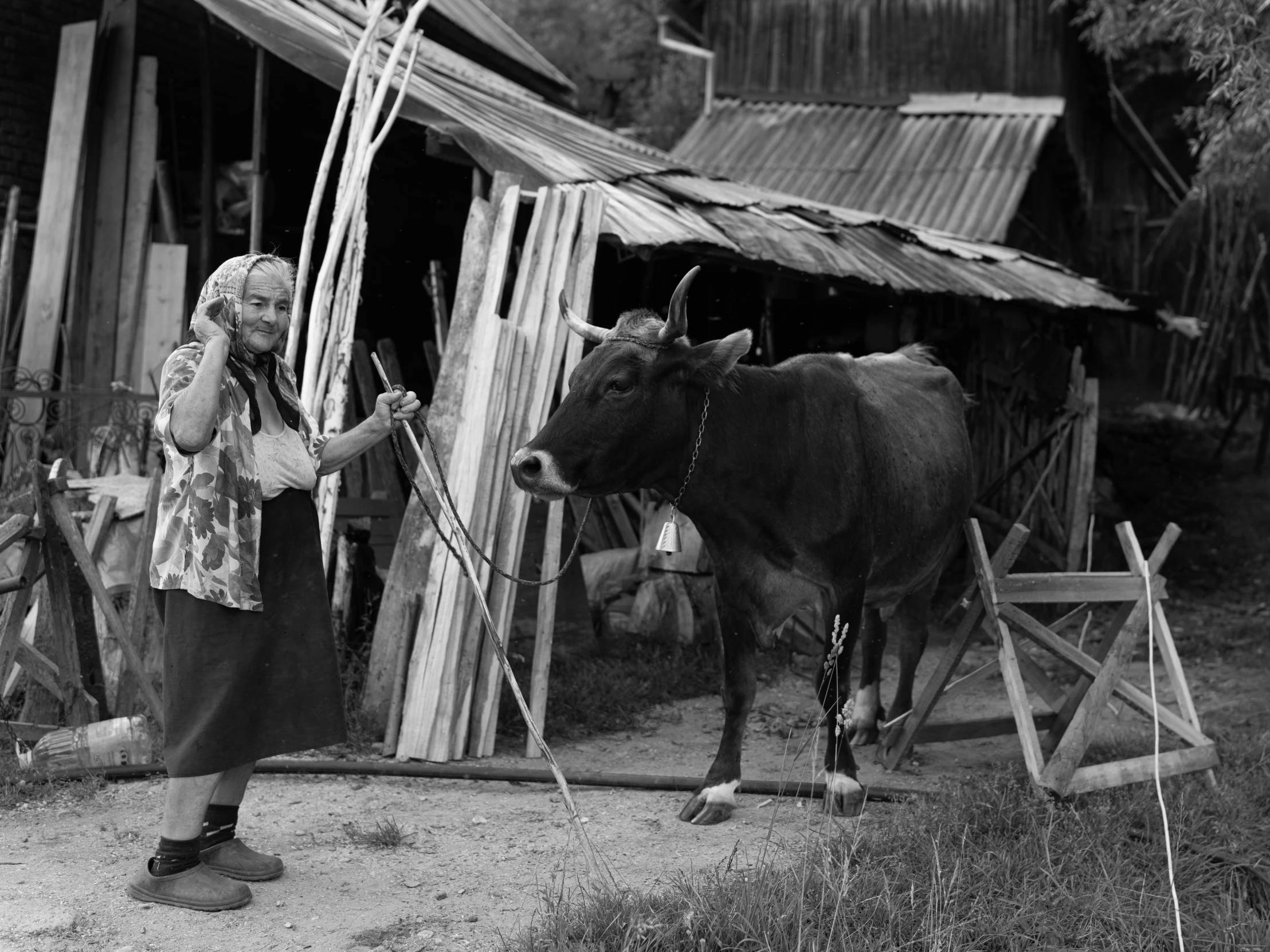 a black and white image of an old farmer woman with a cow