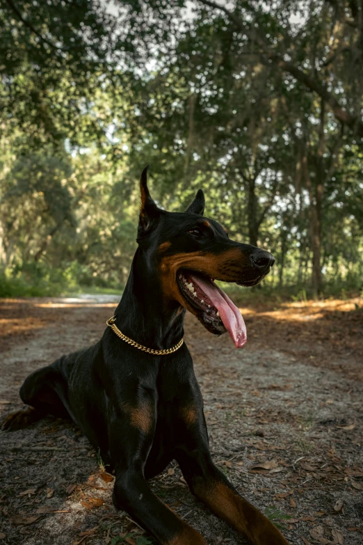 a large black dog laying on top of a dirt field