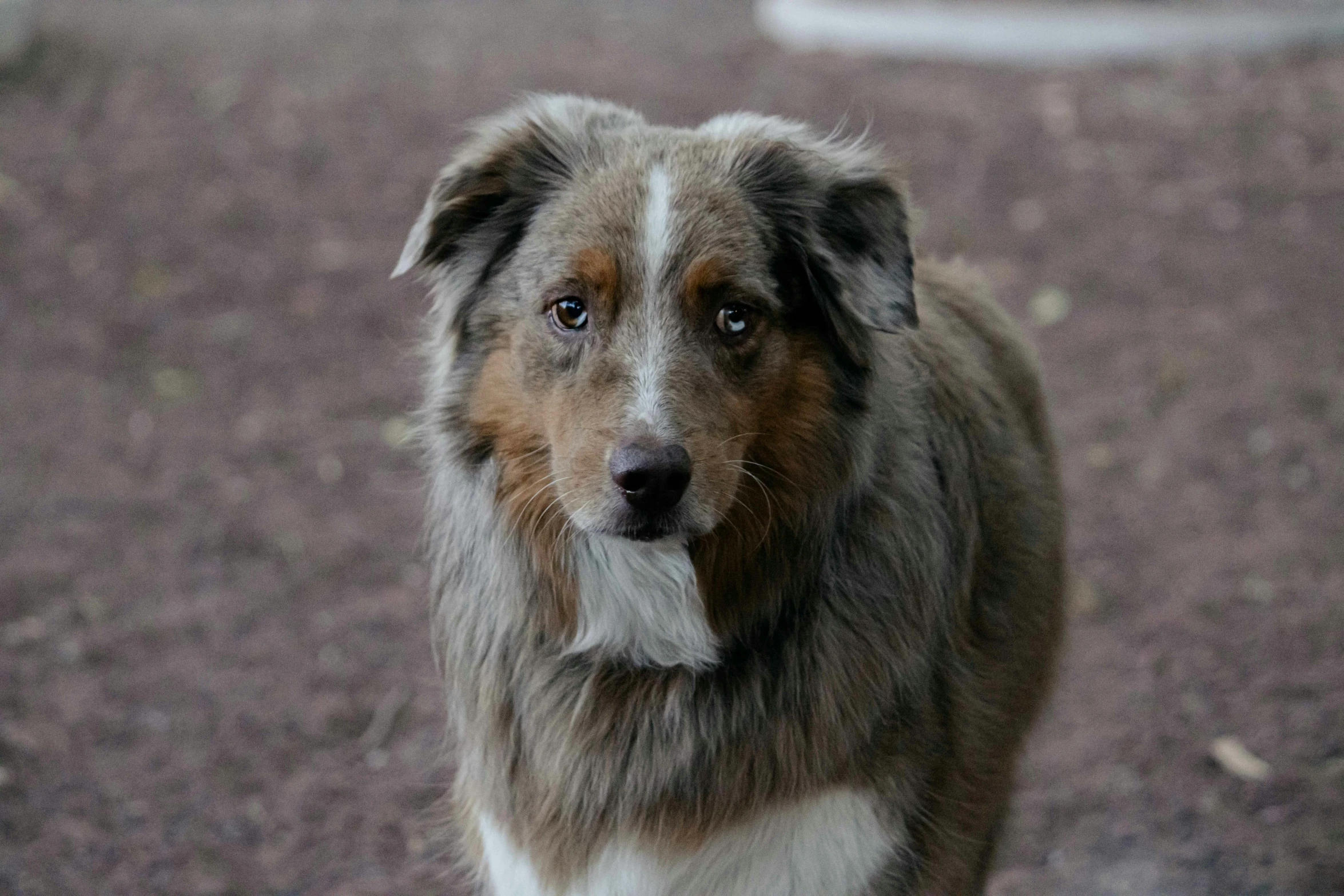 a dog stands alone with his eyes open