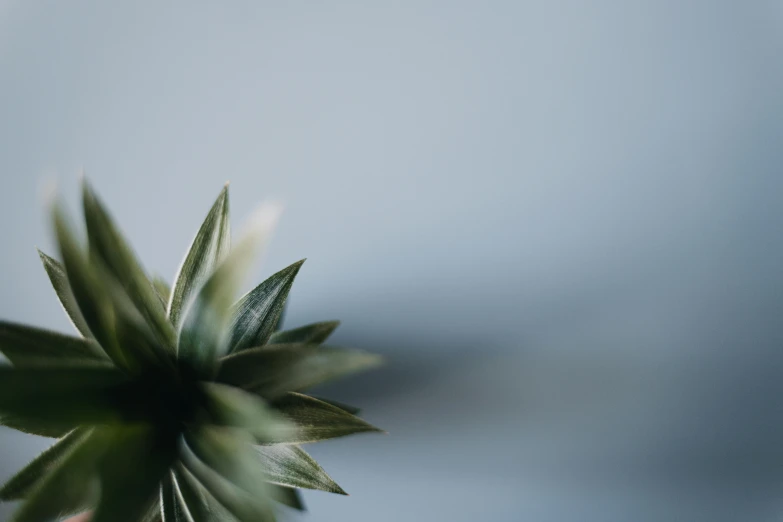 a single flower is shown with motion blurry to the right