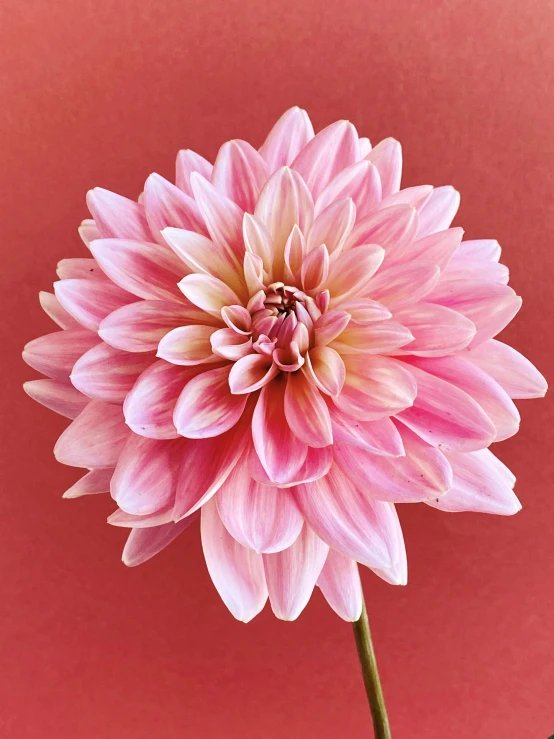 pink flower with white center placed in a vase