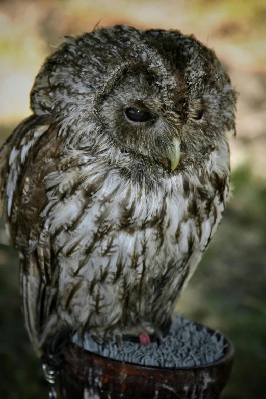 a gray owl sitting on a plant pot in the sunlight