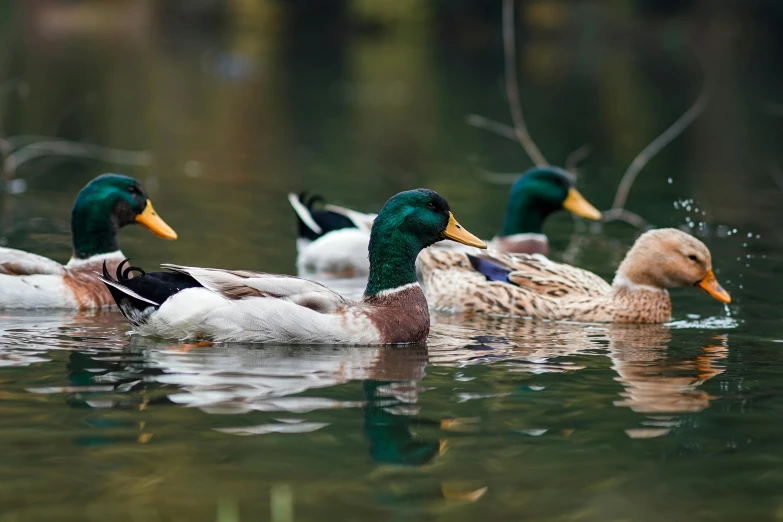 five ducks are swimming on top of the water