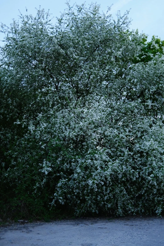 a large tree next to a road and a sidewalk