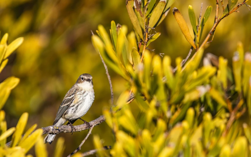 bird sitting on top of small tree nch with green leaves