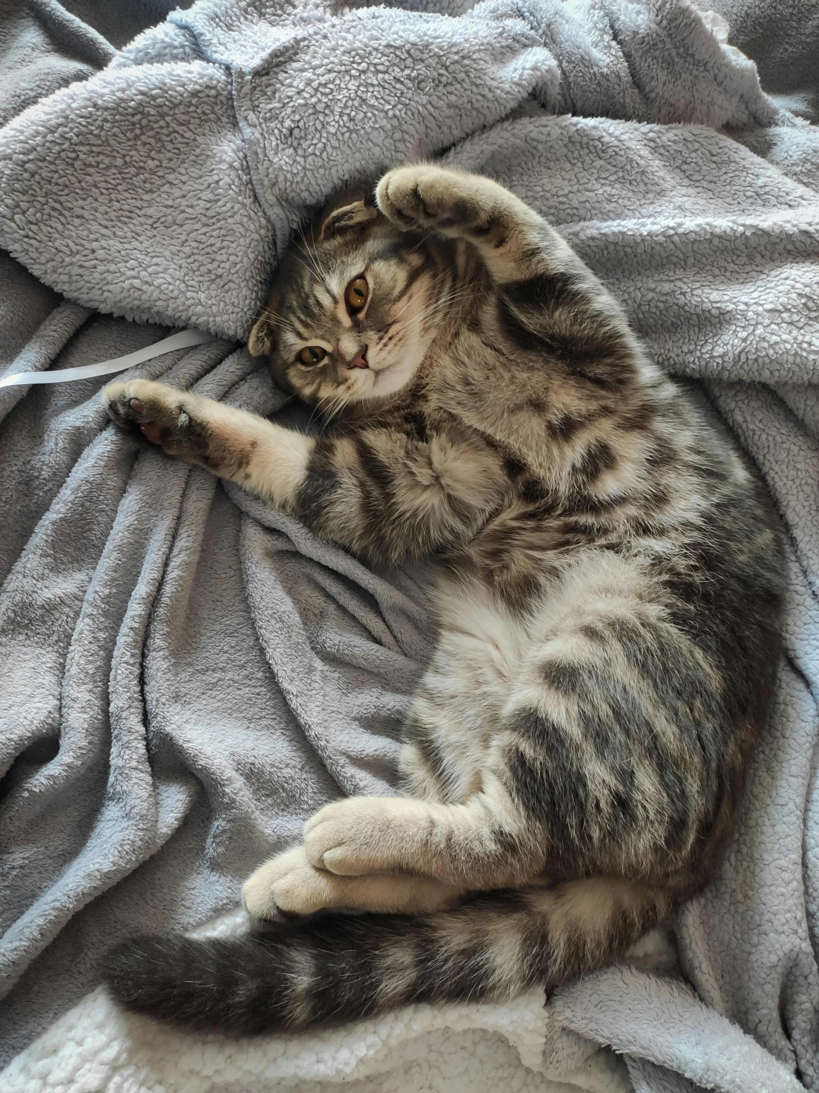 cat laying on it's back on top of a blanket