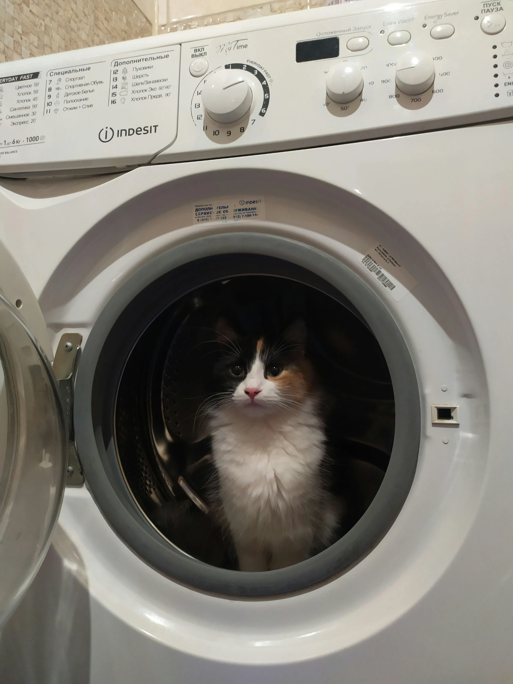a cat in a washer, peering out the door