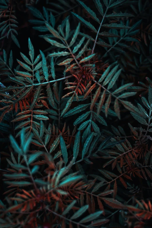 green leaves are glowing on the dark surface