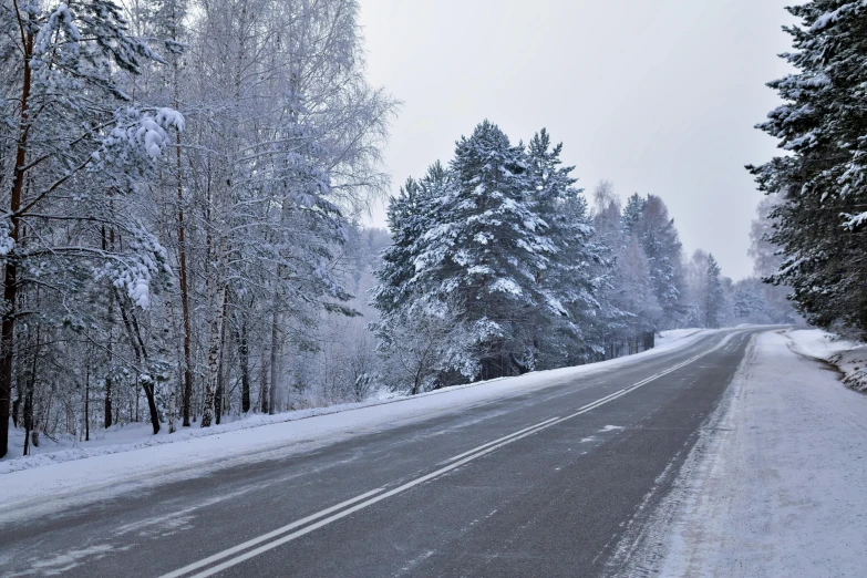 a tree lined road surrounded by snowy trees