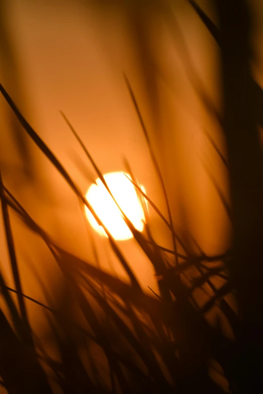 the sun is setting behind the shadow of tall grass