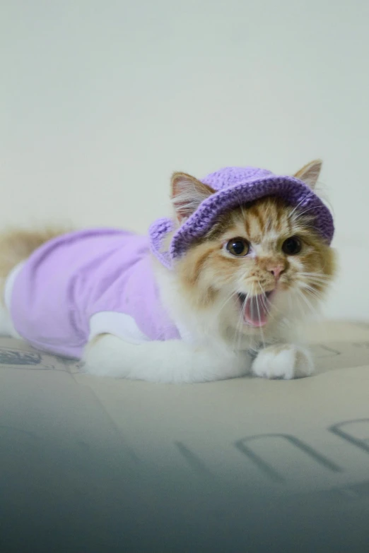 a cat in a purple hat and sweater