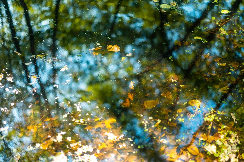 reflection of leafy trees in a pool of water