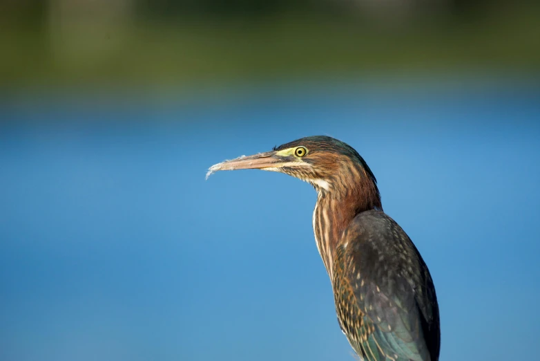 a close up picture of a bird with blue water behind it