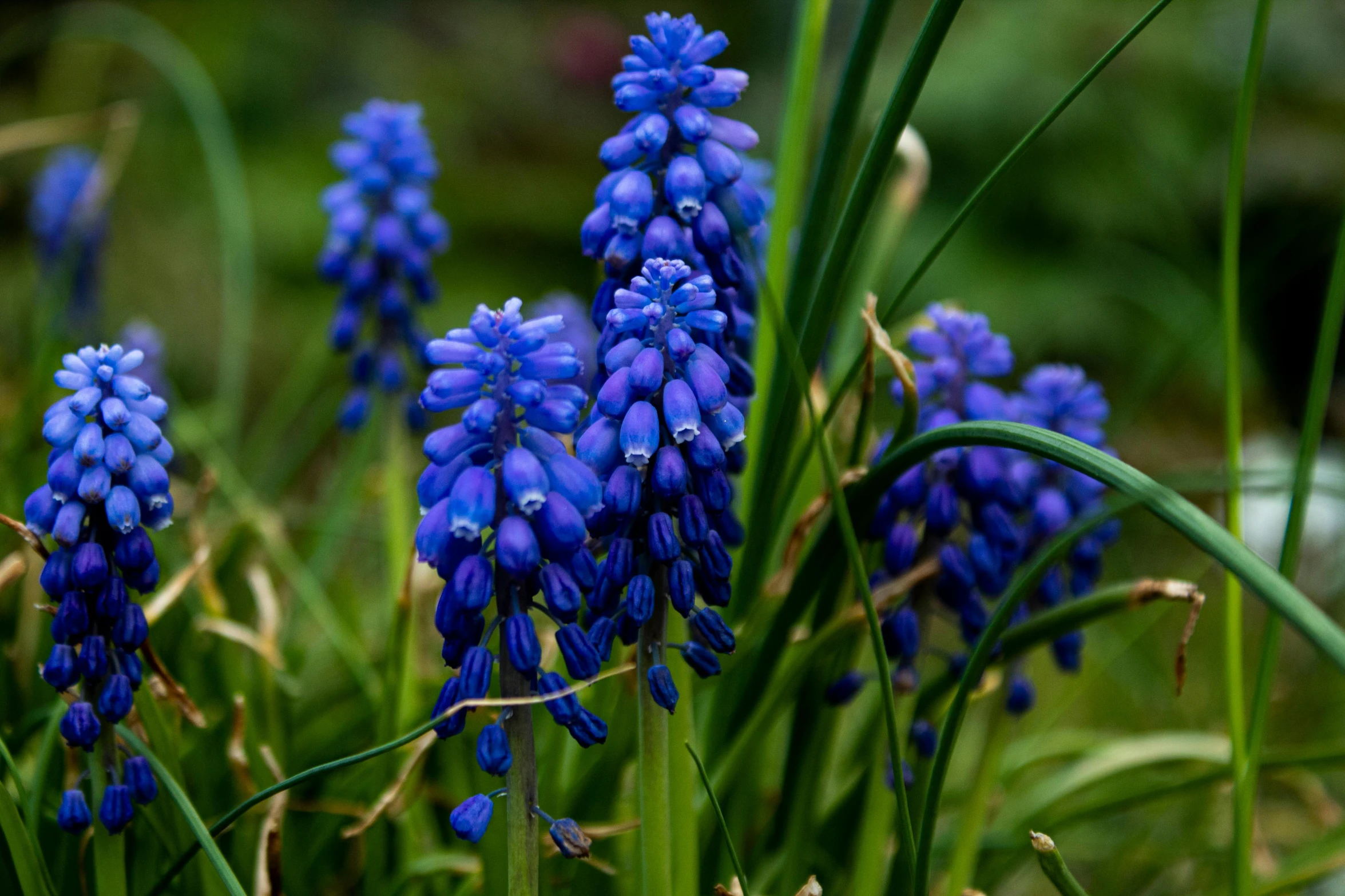 blue flowers that are standing in the grass