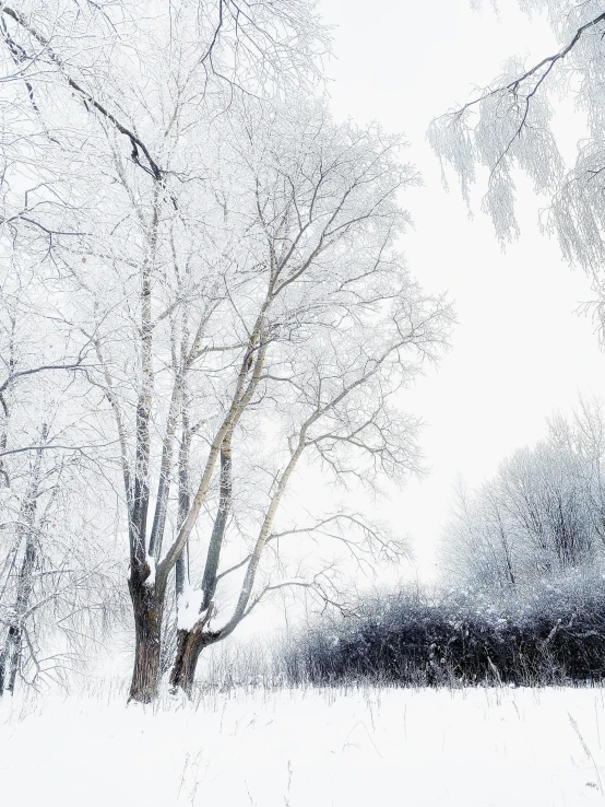 a large bare tree in the middle of a snowy field