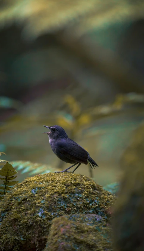 a bird with its mouth open sitting on top of a rock