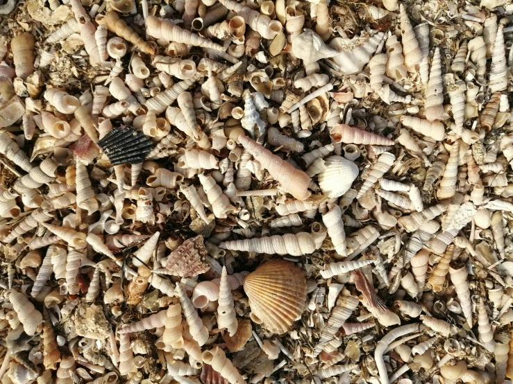 many different shells and sea shells scattered on the ground