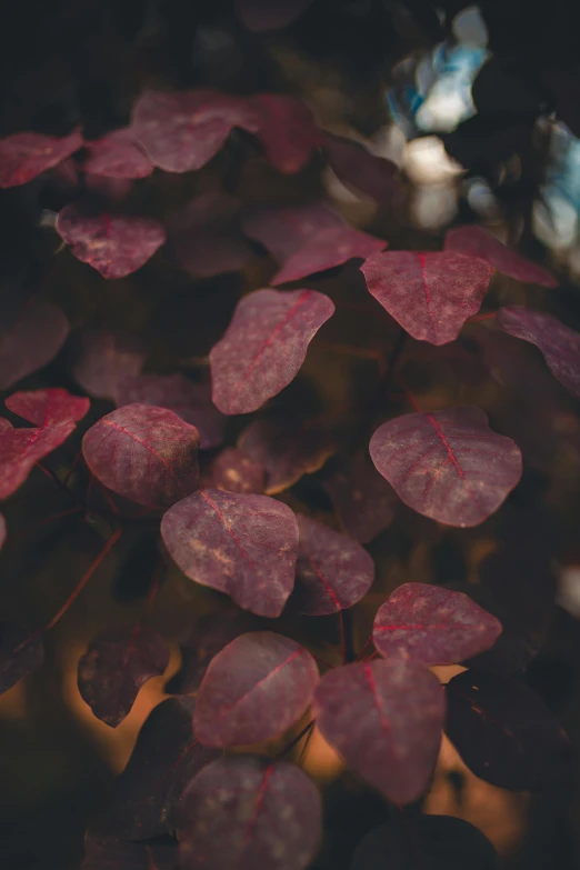 a bush with pink foliage and leaves growing out of it