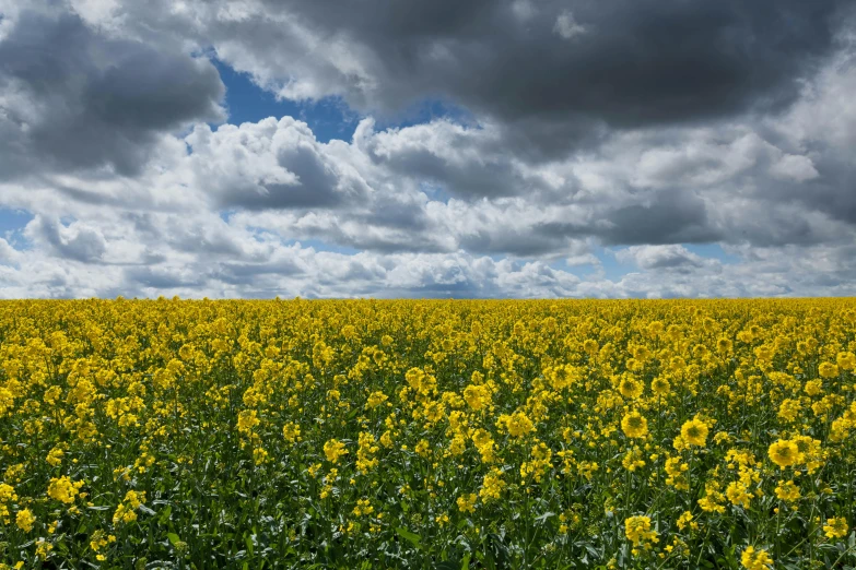 the field is full of sunflowers under a stormy sky