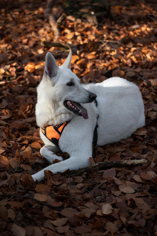 a white dog laying on a pile of leaves