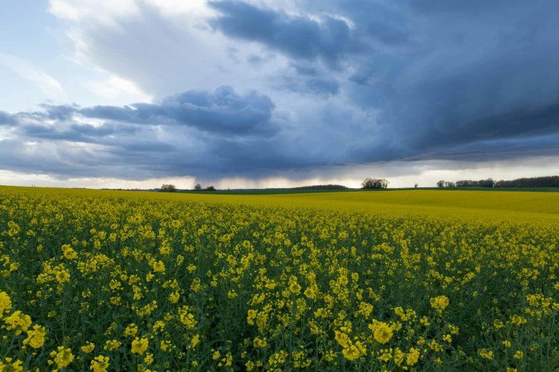 a large field full of wild flowers under a cloudy sky