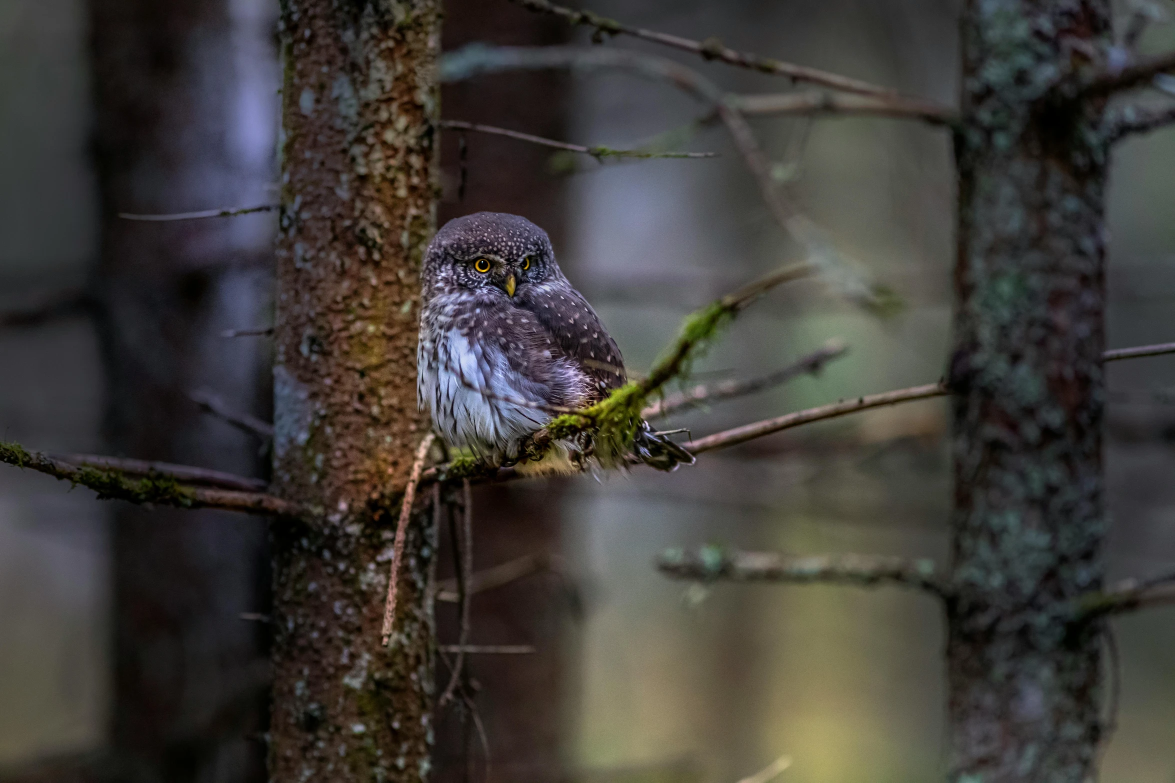 an owl perched on a thin nch in the woods