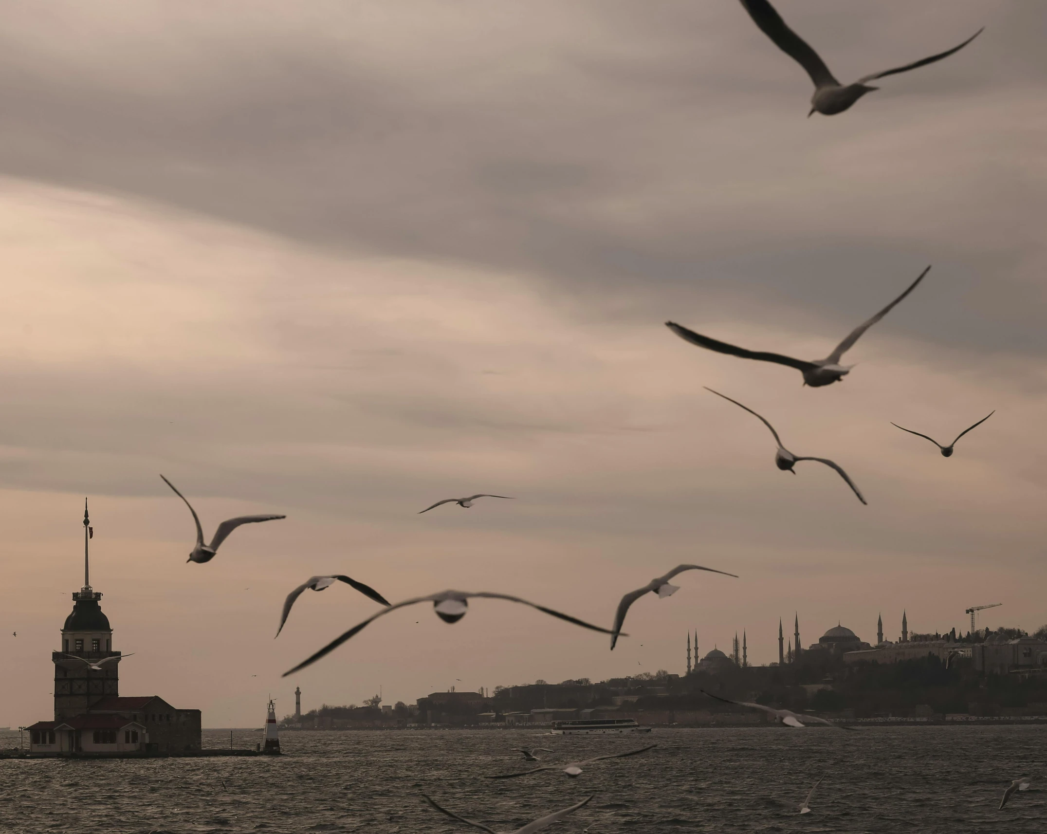 sea gulls are flying over a body of water