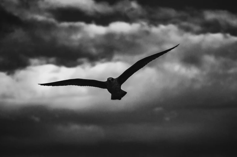 a large bird flying against the background of clouds