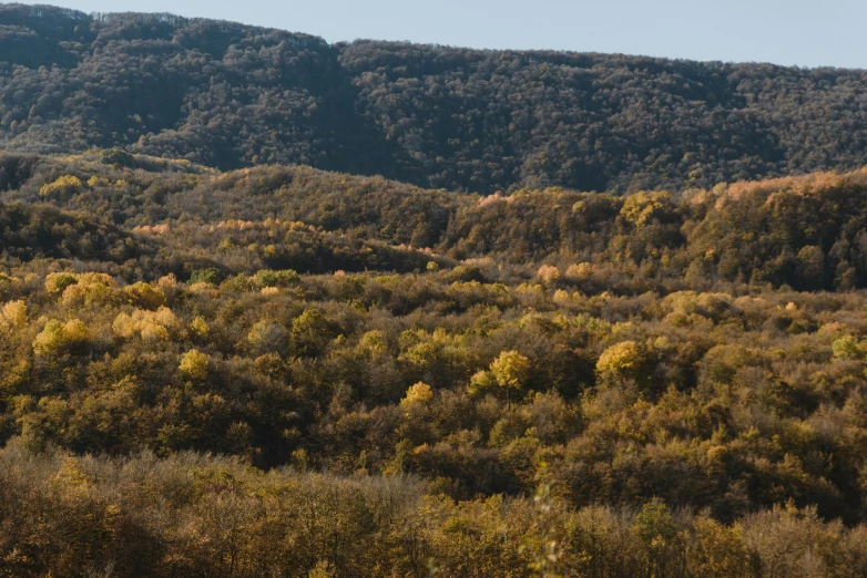 the hilly area is covered in trees and shrubs