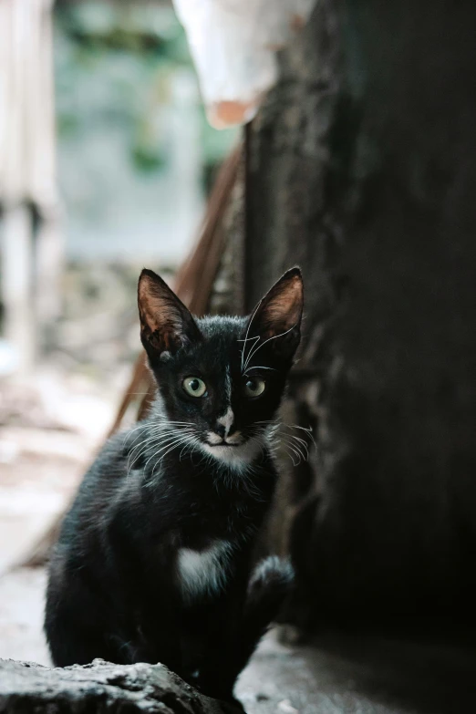 a small black kitten sitting on top of a rock