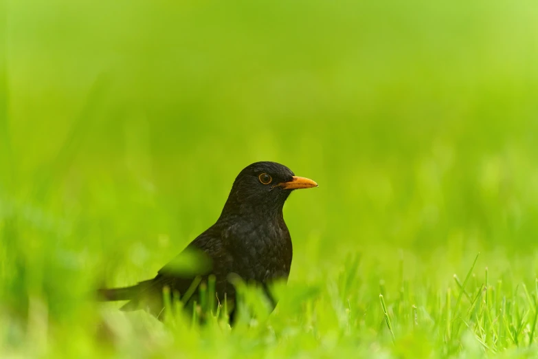 a small black bird is sitting in the grass