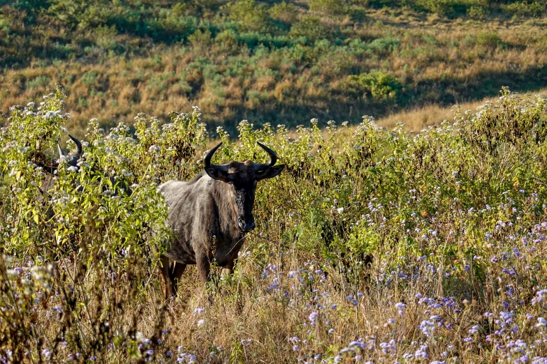 a black bull in a field with grass and flowers