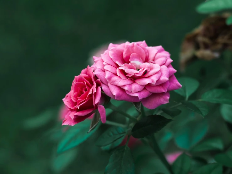 a pink flower on a green stem with leaves