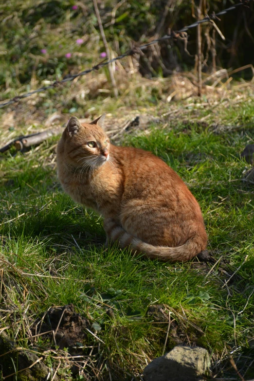 the small cat is sitting in the green grass