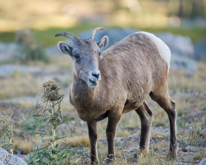 a large ram standing on a dirt ground