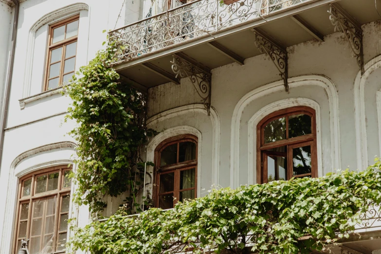 two windows covered by vines in an old building